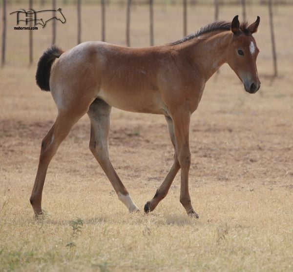 Miss Bee Bee's 2022 Bay Roan Filly